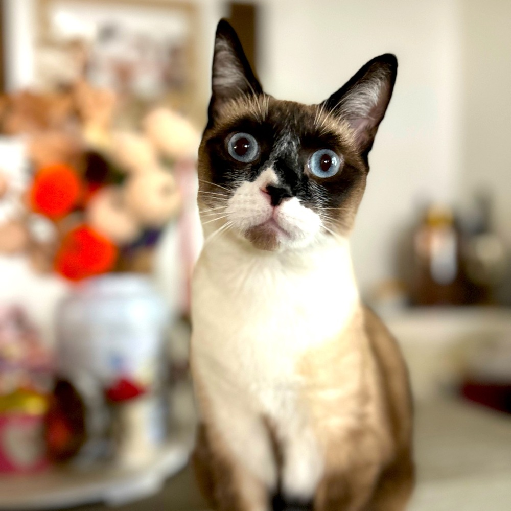 Meet your Posher, Desy